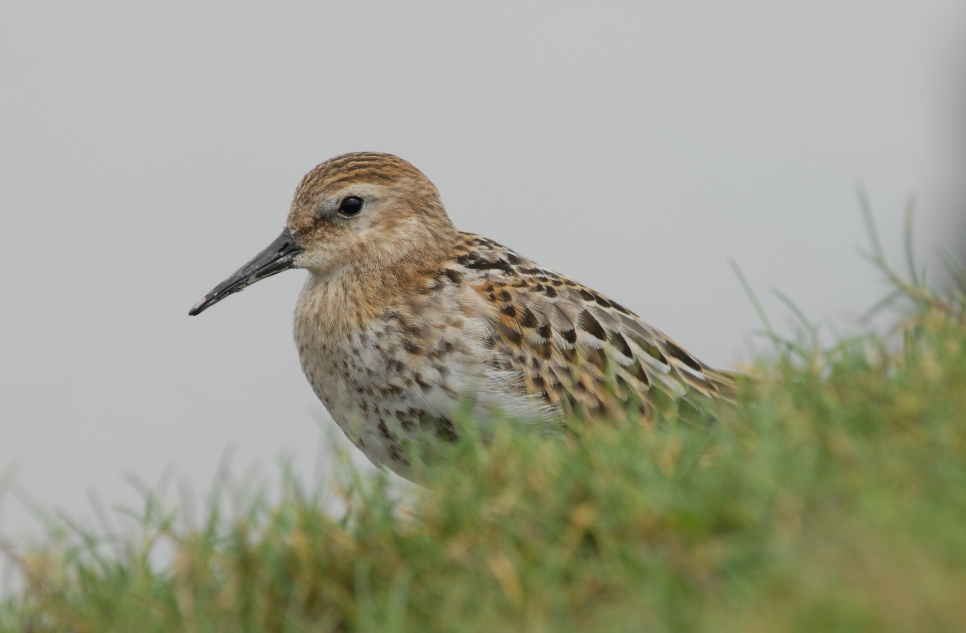 Wildlife Sightings for 19th April 2026