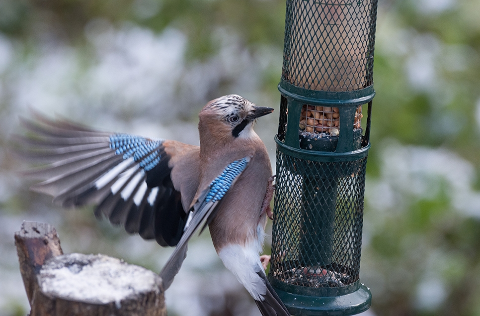 Jay of feeder winter Ian Henderson 966x635.jpg