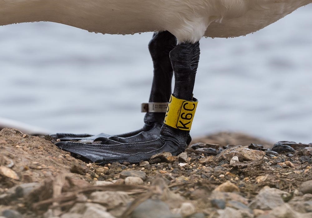 Swan legs with yellow identification ring on one leg and silver identification ring on the other