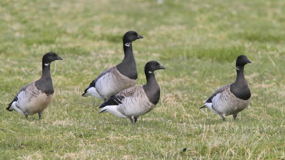 Gadwall, brent geese and siskin (Bird Race update 5)