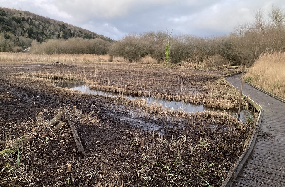 reedbed cut looking back.jpg