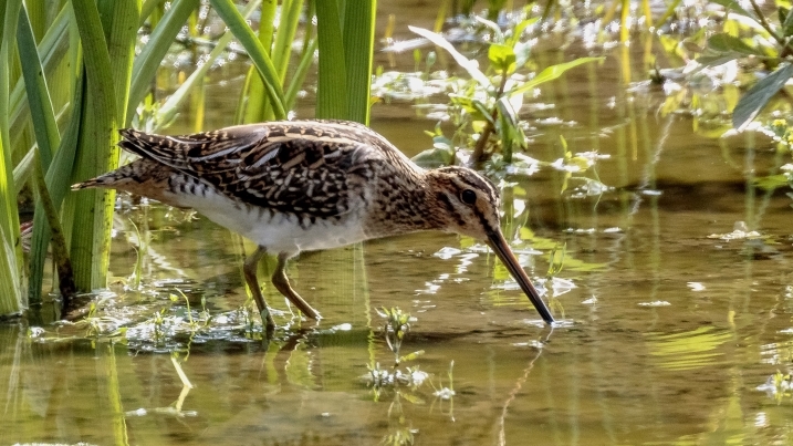 snipe credit Alex Hillier (21).jpg