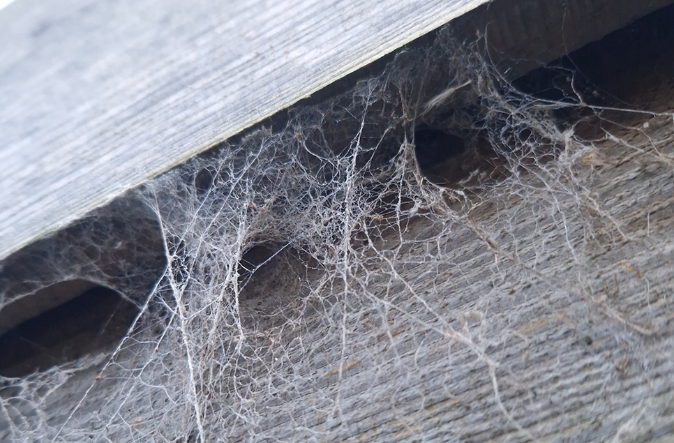 funnel web 966x635.jpg