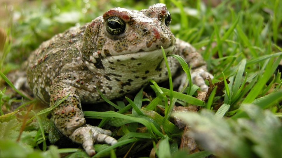 How we survey natterjack toads