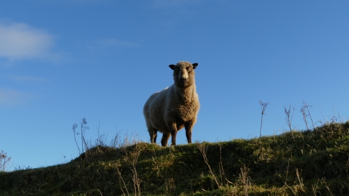 skapa looking down at us from banking by marianne nicholson.jpg