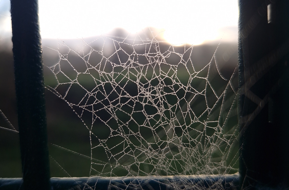 The wonder of webs