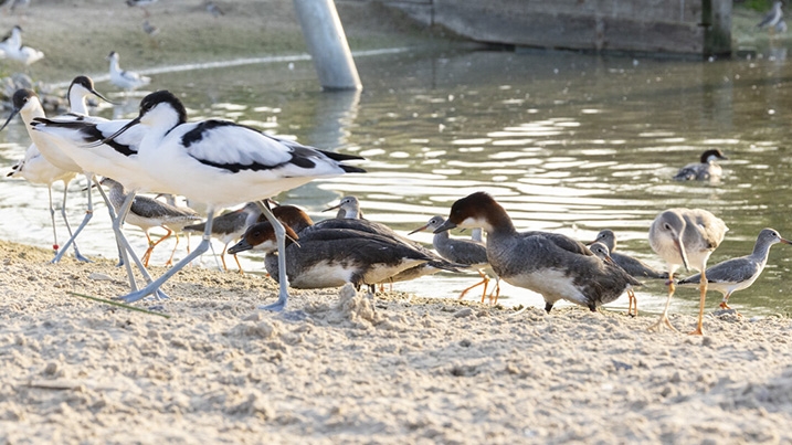 Get up-close to a variety of birds in the Waterscapes Aviary