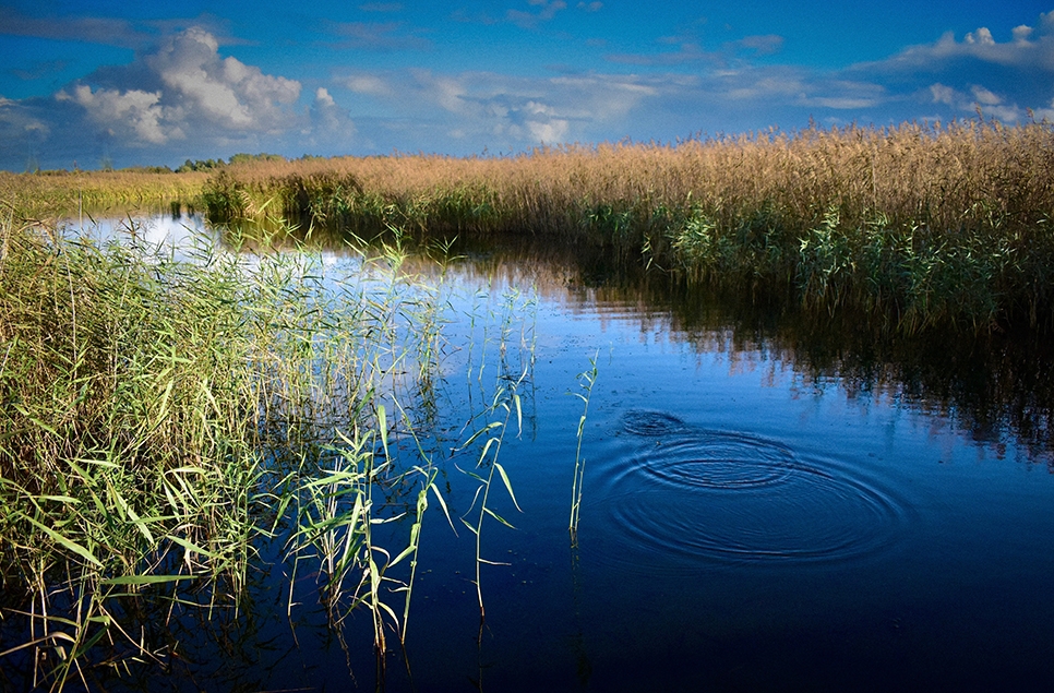 Our favourite non-WWT wetland sites 