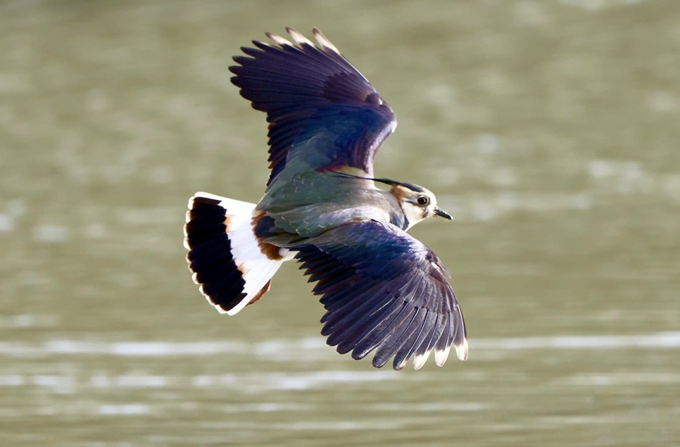 AR 966x635 James King Lapwing.jpg