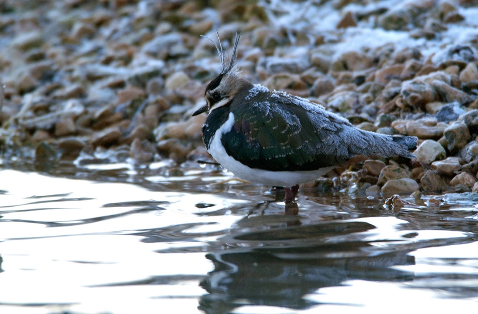 Lapwing, bitterns and a sea eagle