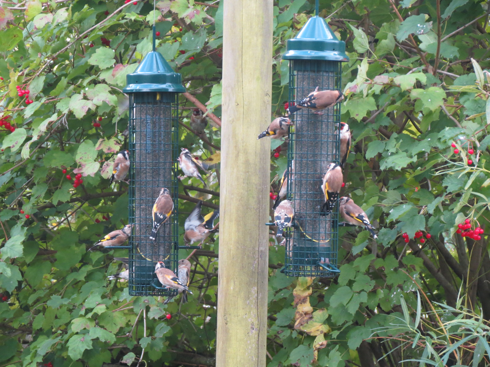 15 Goldfinches hang off of two cylindrical bird feeders full of sunflower hearts.
