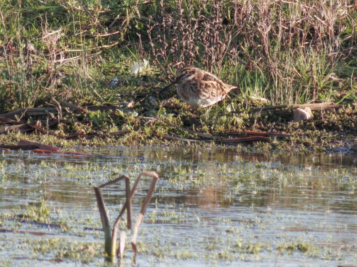 Wildlife Sightings for 20th November 2025