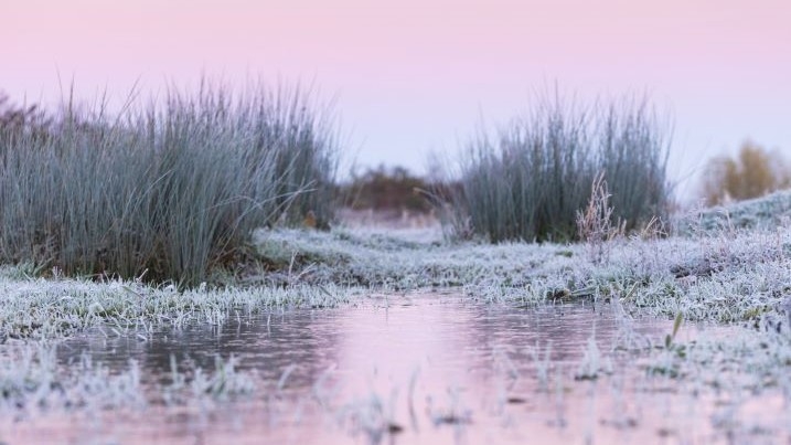 Frozen wetlands at dawn.