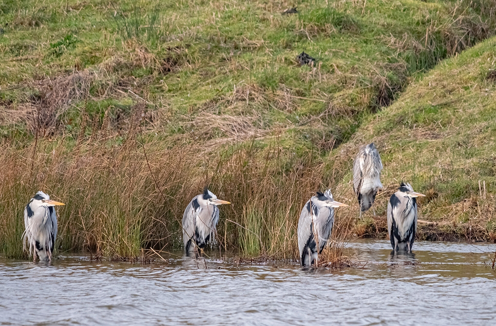 Five grey heron spotted on wader lake. They are tall, with long legs, a long beak and grey, black and white feathering. They have their feet in the water and are standing in a line looking out over the water.
