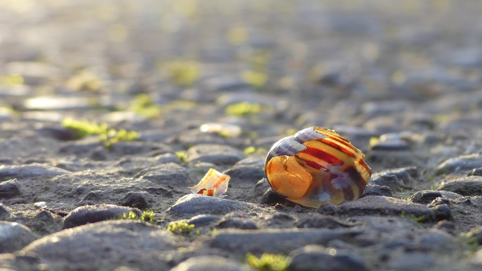 The crunch of snail shells