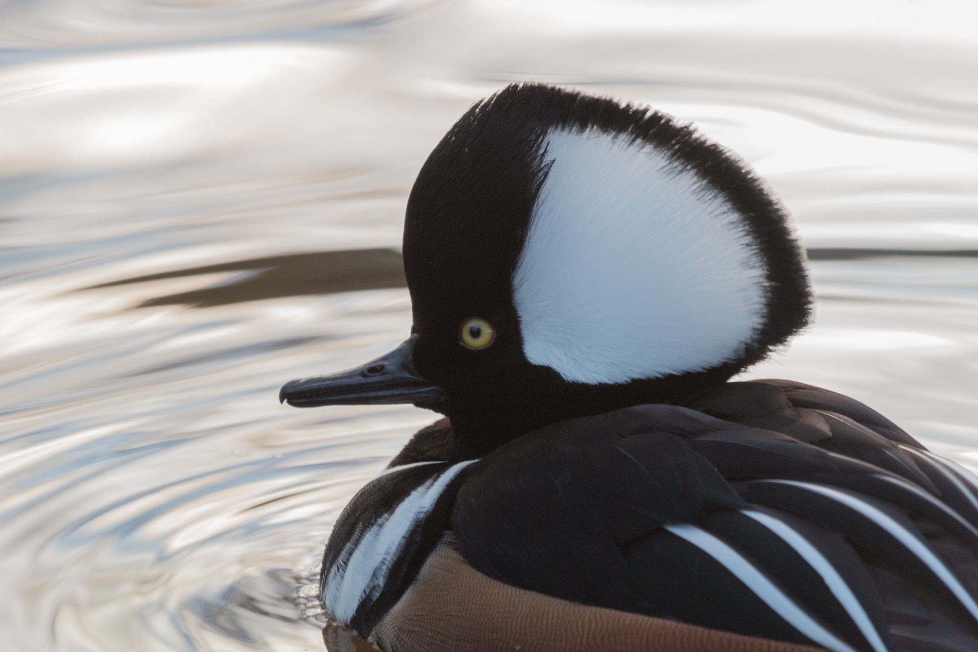 Close up of a male hooded merganser.