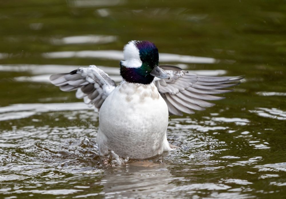 A bufflehead duck spreading its wings. 