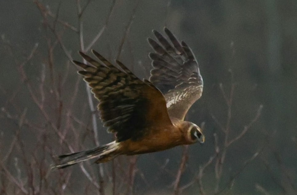 Recent Wildlife Sightings 5th - 11th February