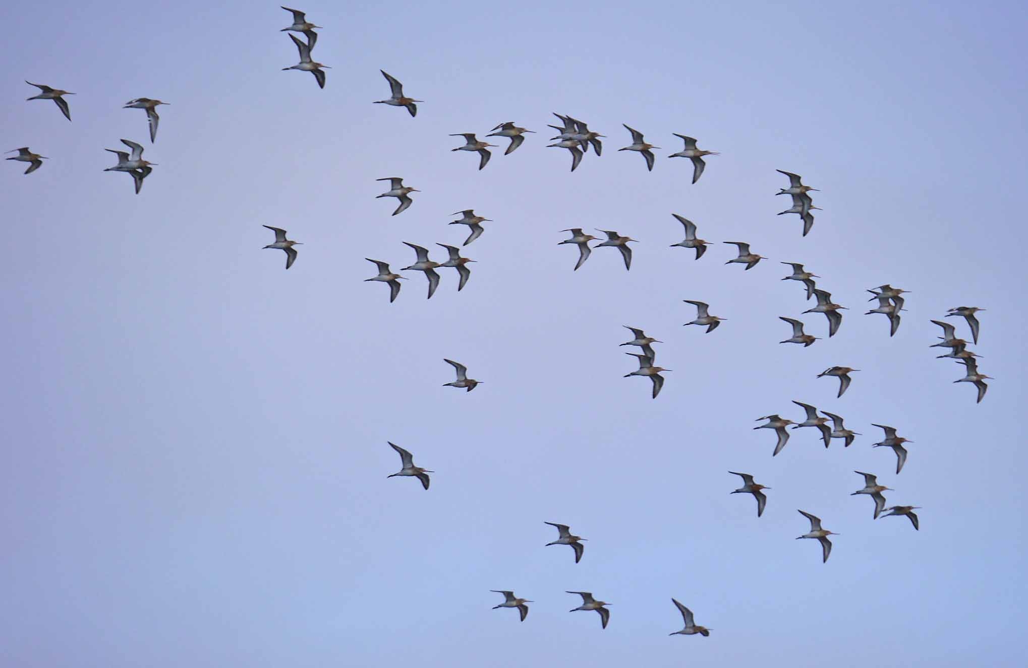 Med Gulls, Green-winged Teal and more