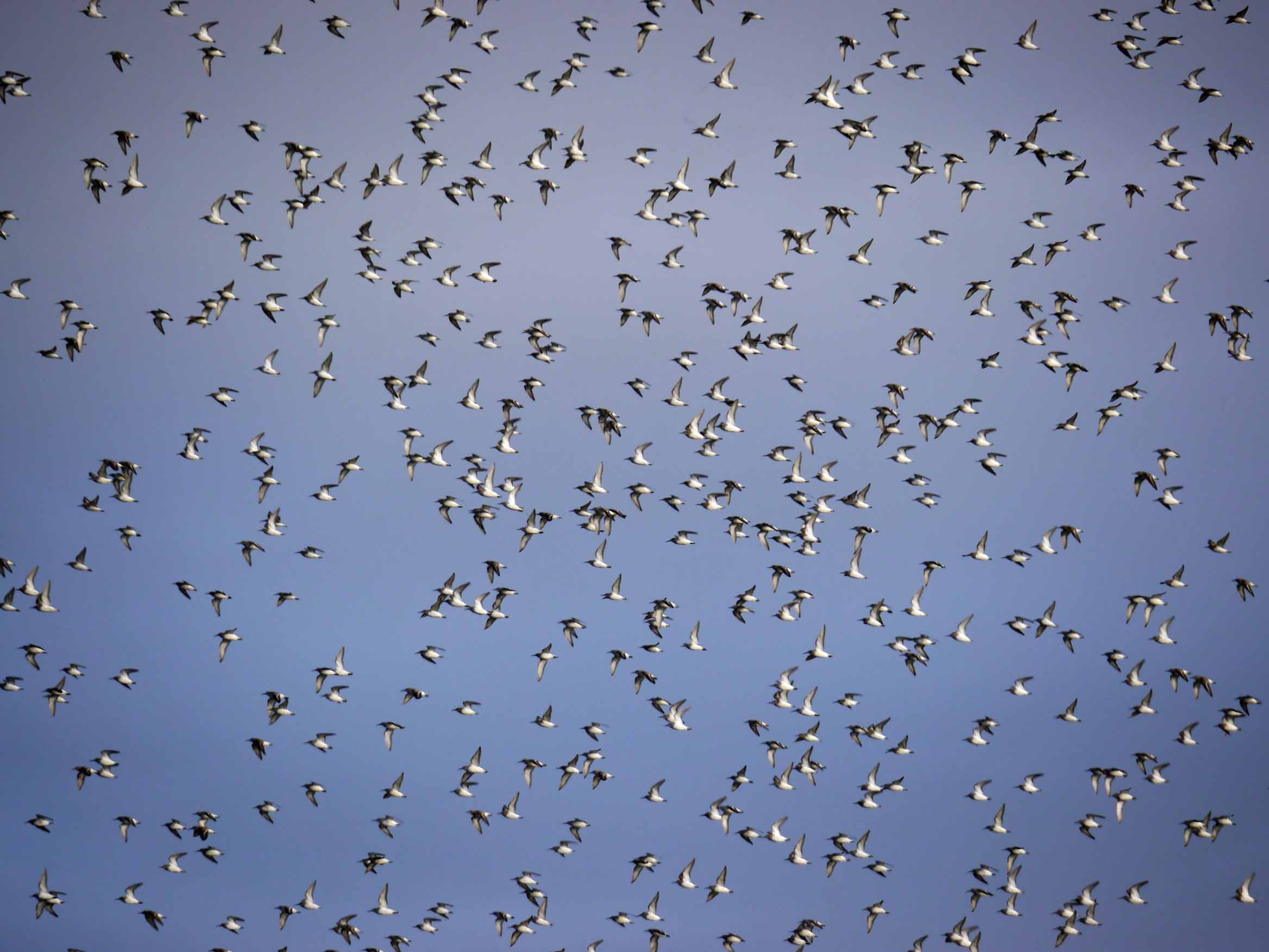 Large scale departures of waders and ducks