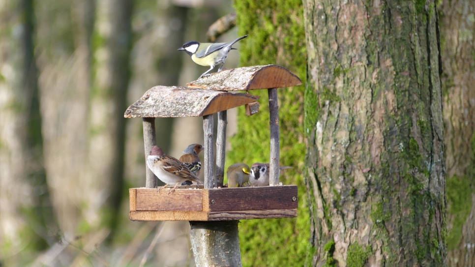 Introducing our new feeding station