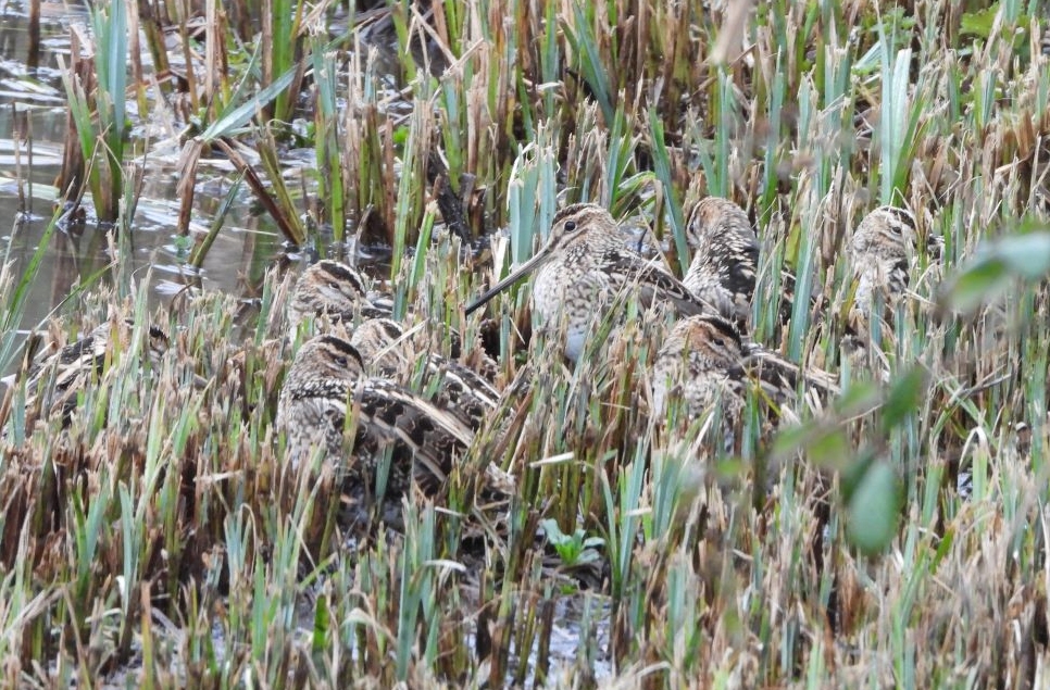 Camouflaged Snipe, Scraping Lapwings and arriving Oystercatchers 