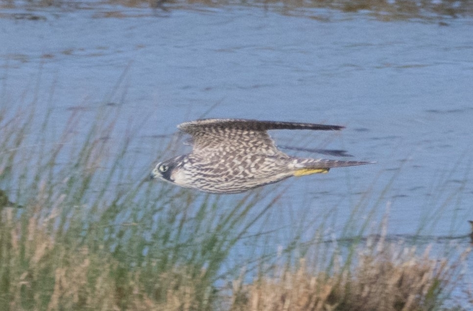 Recent Wildlife Sightings 17th - 23rd February