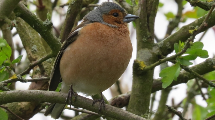 chaffinch credit Rebecca Watret (15).JPG