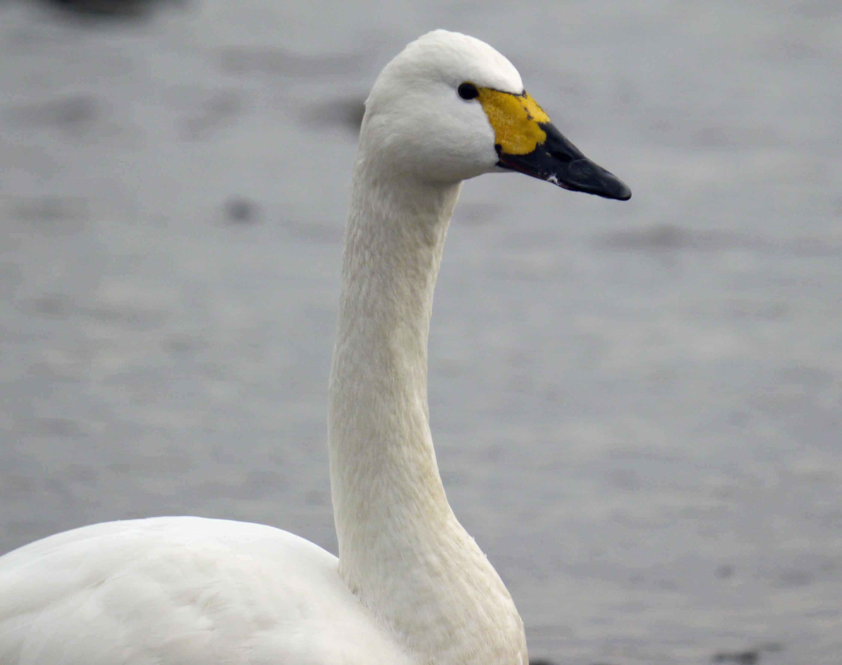 Only one Bewick's Swan remains