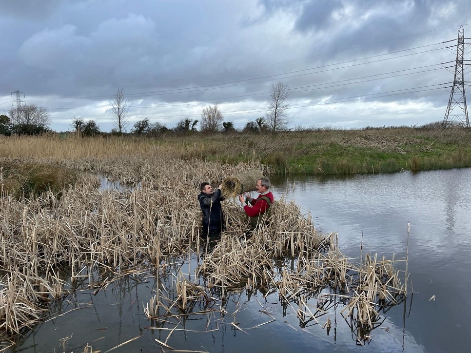 Bridgwater Bay Wildfowlers Partner with WWT 