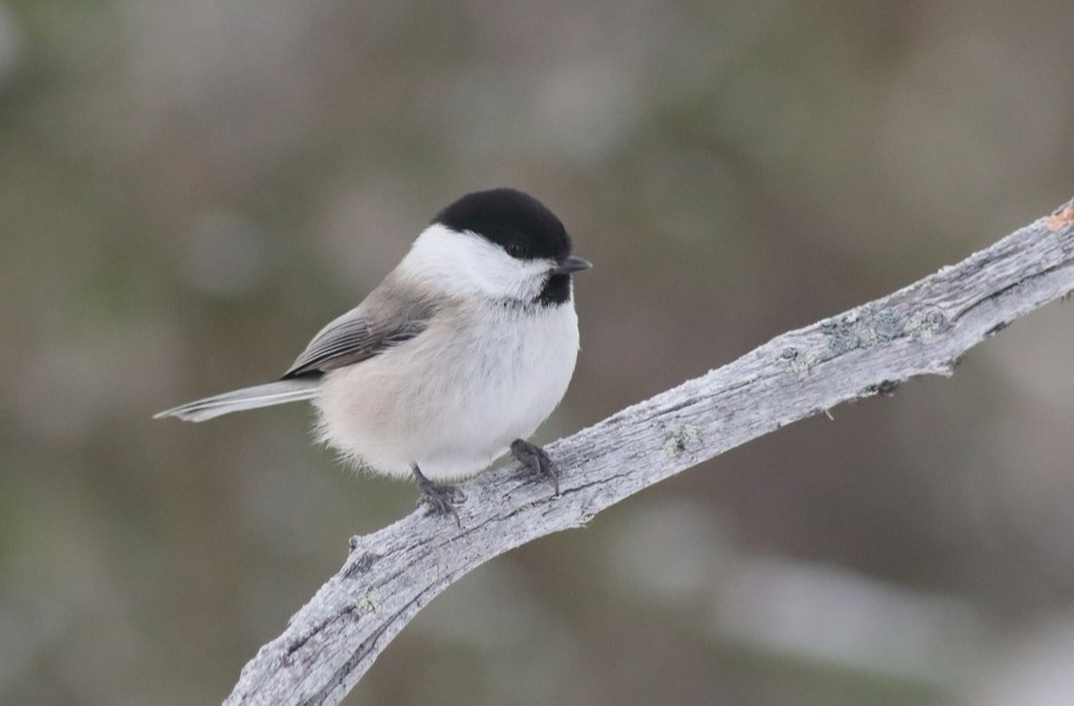 Recent Wildlife Sightings 24th February - 1st March