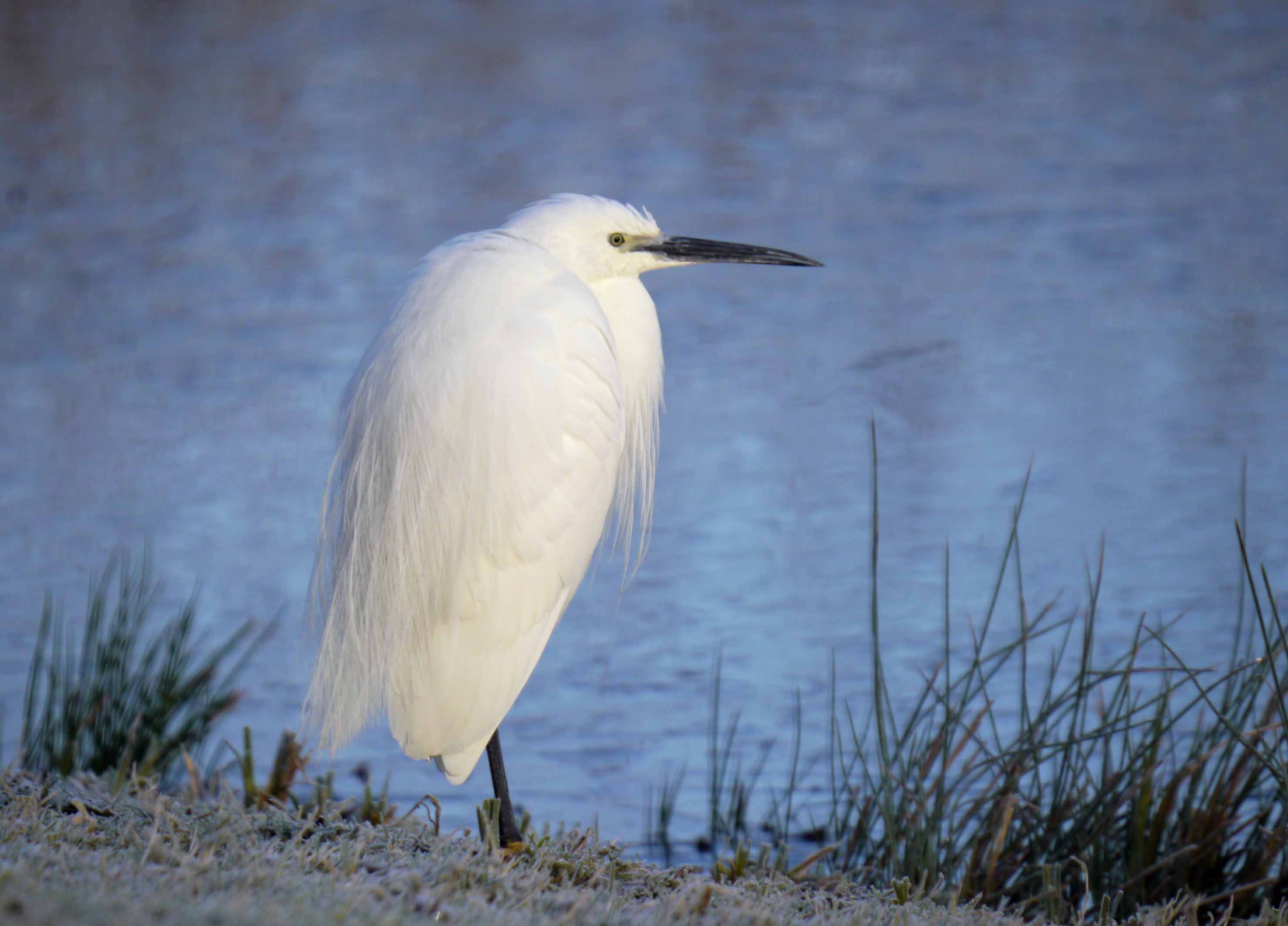 Wildlife Sightings for 14th January 2026