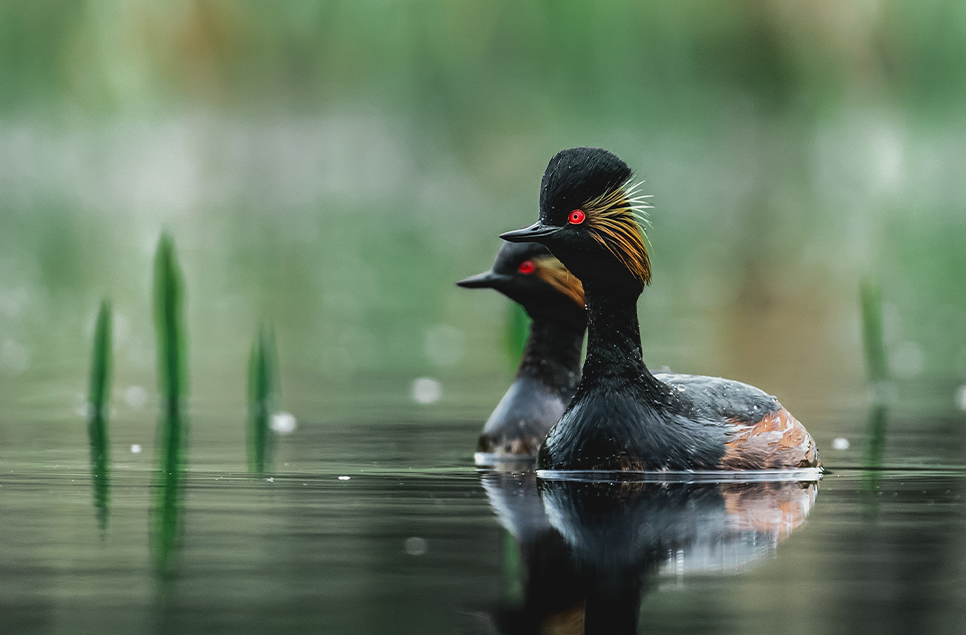 11 top wetland bird plumages