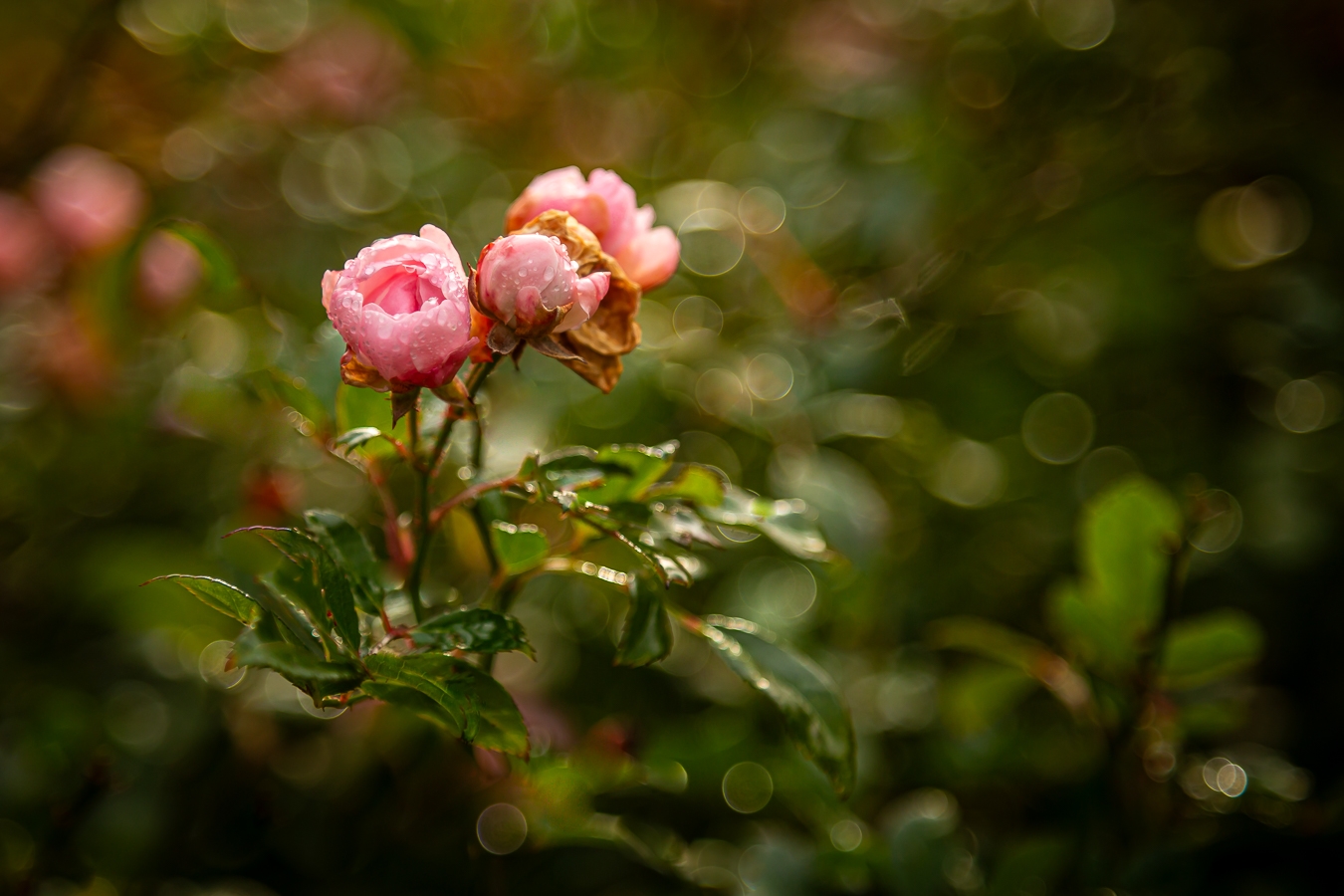 View: Photography in Nature: Challenging Light and Exposure 