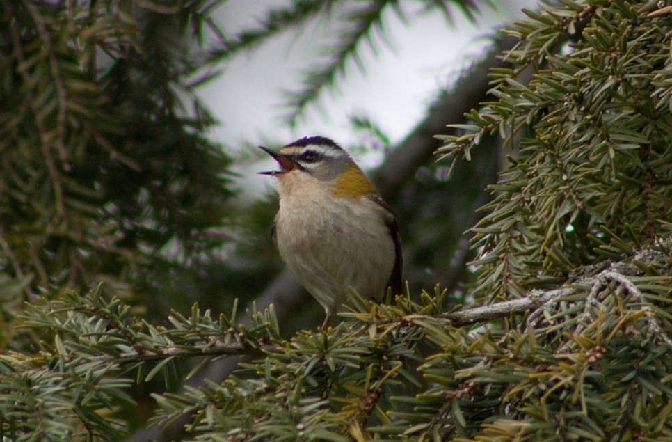 Recent Wildlife Sightings 2nd - 8th March