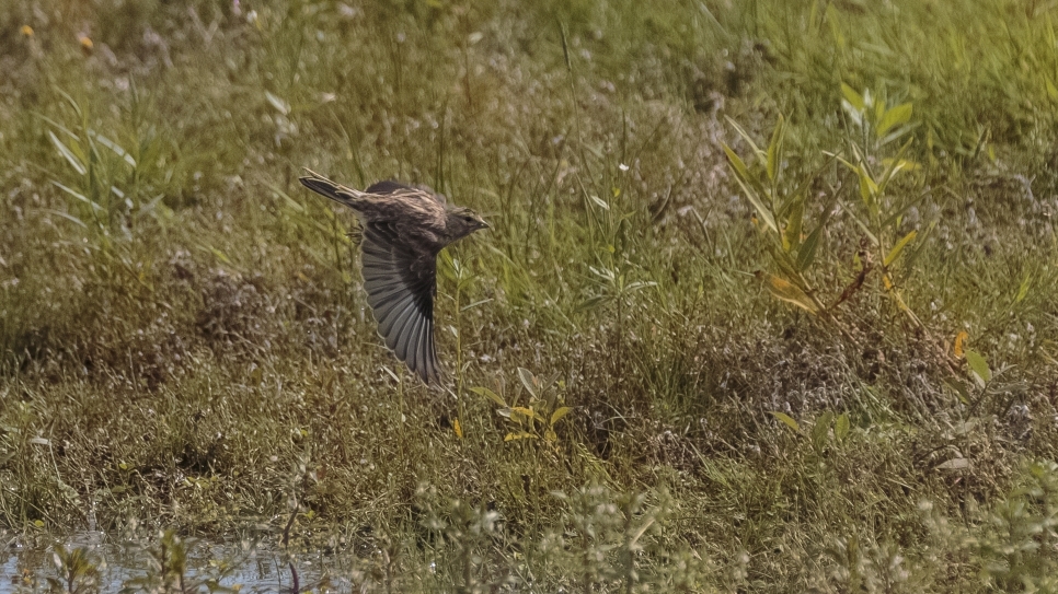 Is it a skylark? 