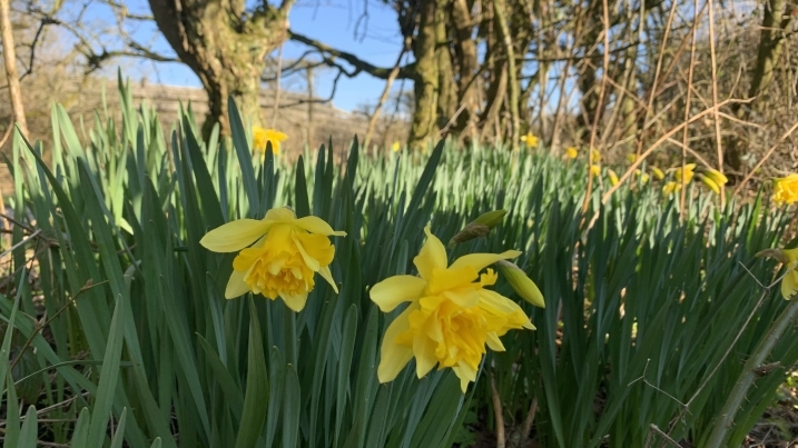 daffodils by meg grisewood-foley.jpg