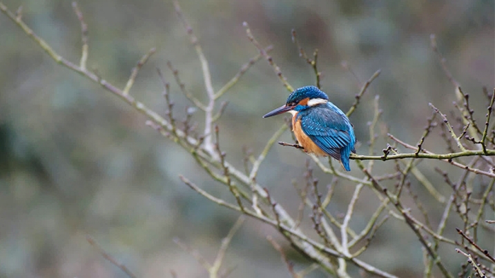 A kingfisher perches up at a favoured spot