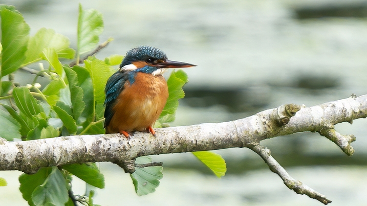 Kingfisher at Castle Espie