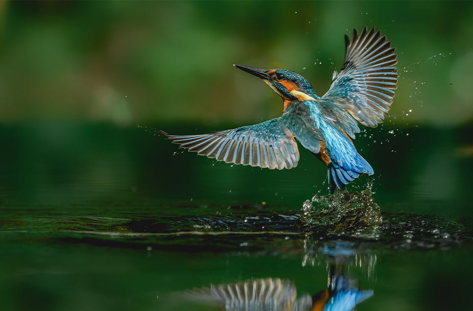 Top 10 tips to spot a kingfisher