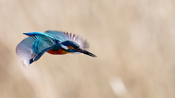 Kingfisher in flight