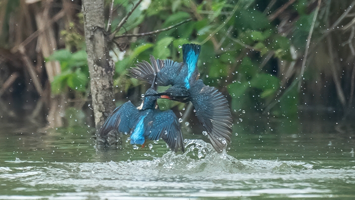 Territorial dispute between two kingfishers at Arundel