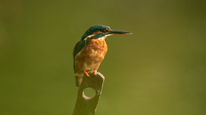 Perched kingfisher at Slimbridge