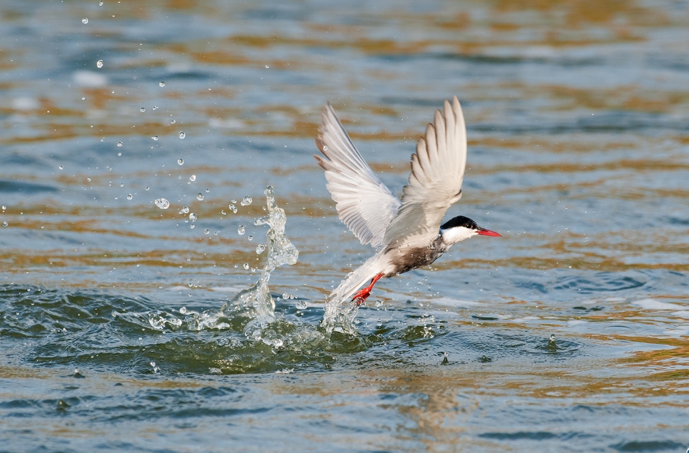 Wildlife Sightings for 4th June 2026