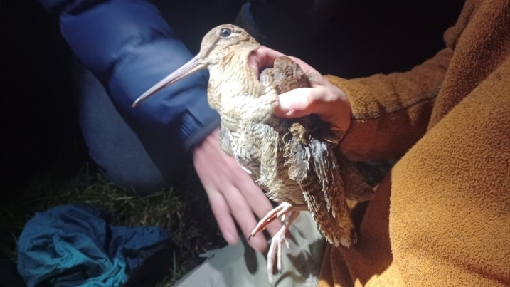 woodcock in jake's hand by david pickett.jpg