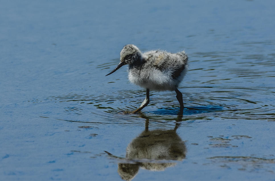 Somerset nature reserves will be made Wetter for Waders with 800k funding boost 