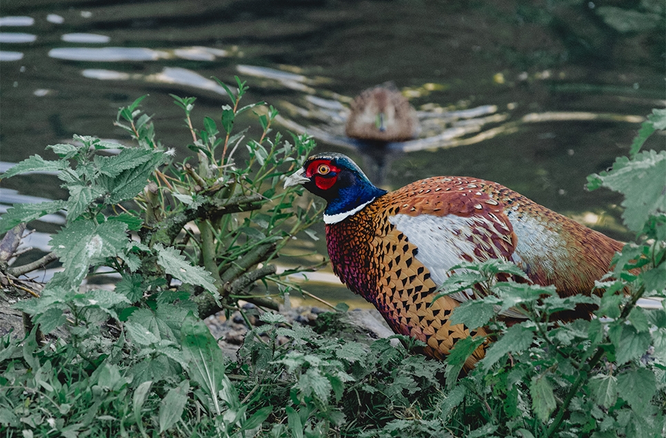 Government admits delay on toxic lead shot ban despite its presence in 93% of pheasants destined for dinner tables