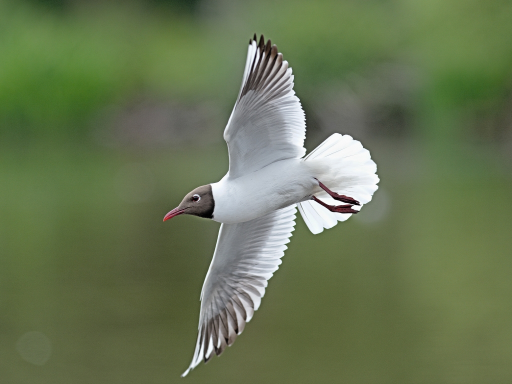 Black headed gull in flight.