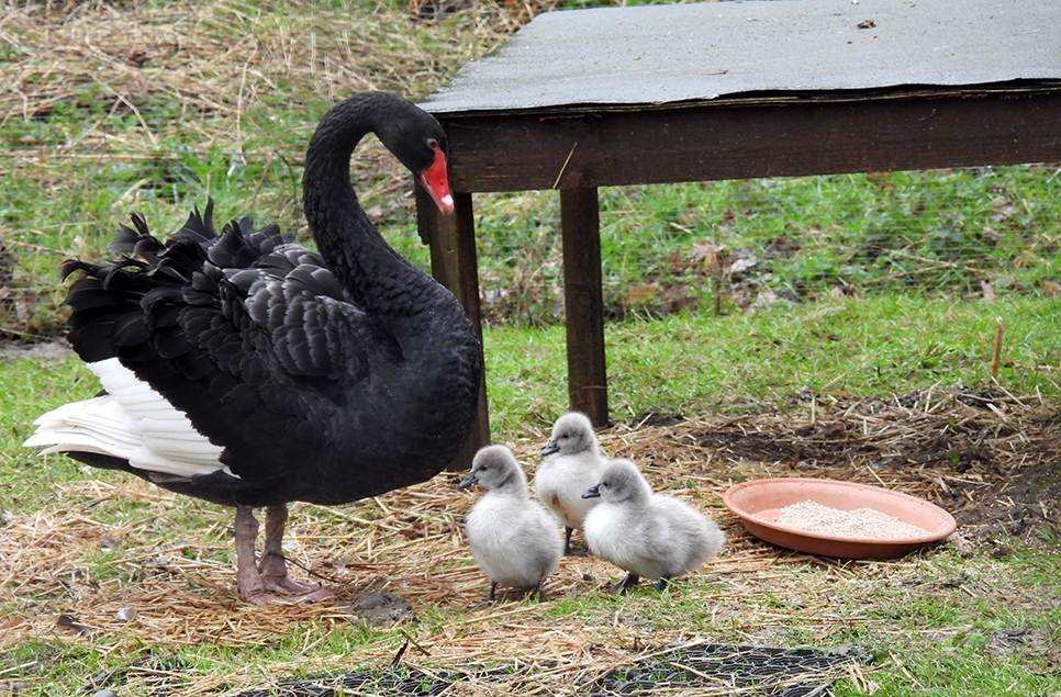 Black swan cygnets 2024 2 966x635.jpg