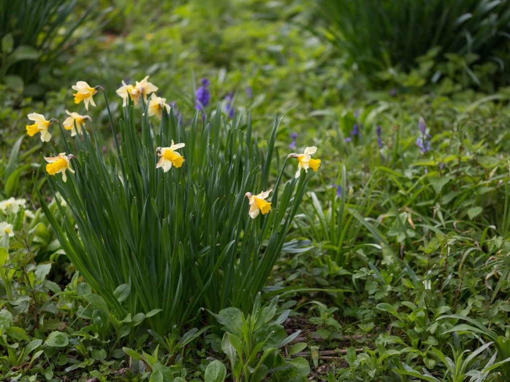 Daffodils